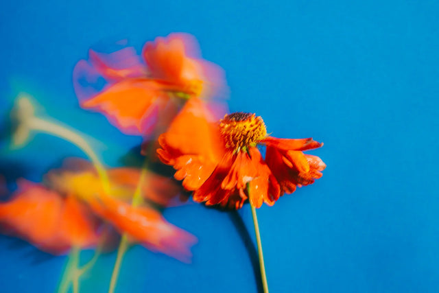 Image 280028741907 Klimop snoeien: zo doe je dat