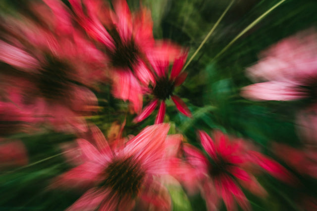 Image 280028709139 Tips voor het bemesten van de Hedera (Klimop)