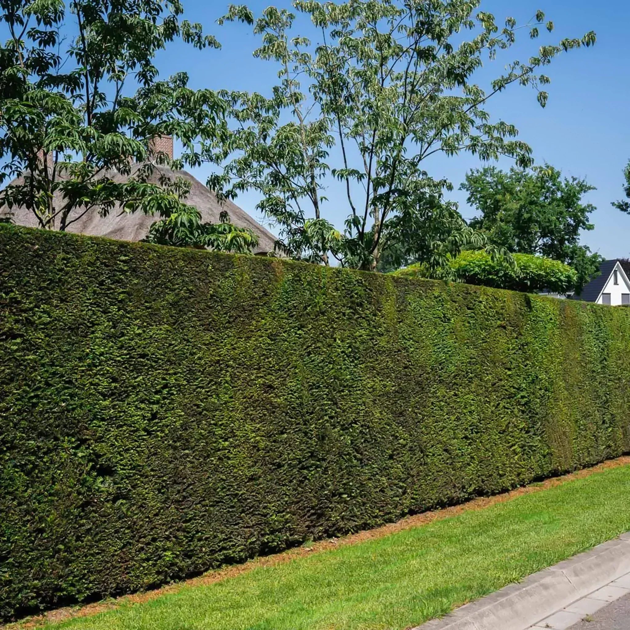 thuja kbelpflanze Thuja "Smaragd" (80 - 100 cm) im groem Topf Sale%