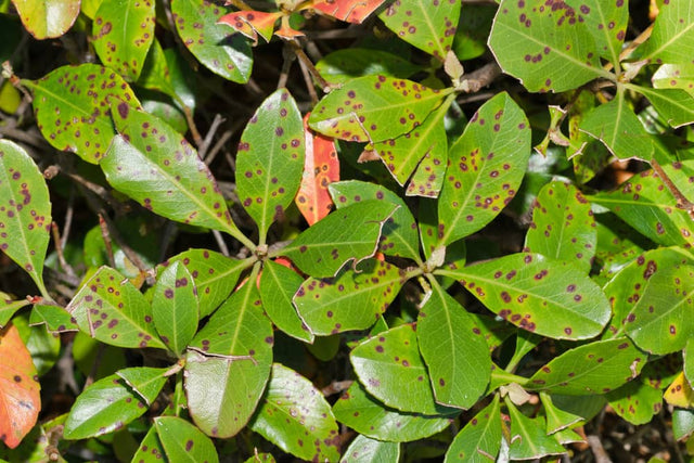 Image 391508394357 Beukenhaag gaat dood: oorzaken en oplossingen