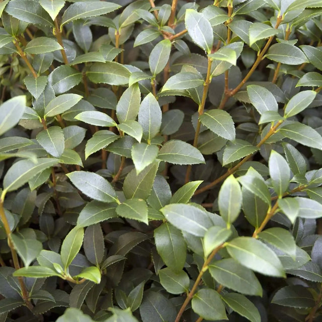 Image 280575017235 De schijnhulst snoeien: hoe doe je dat?