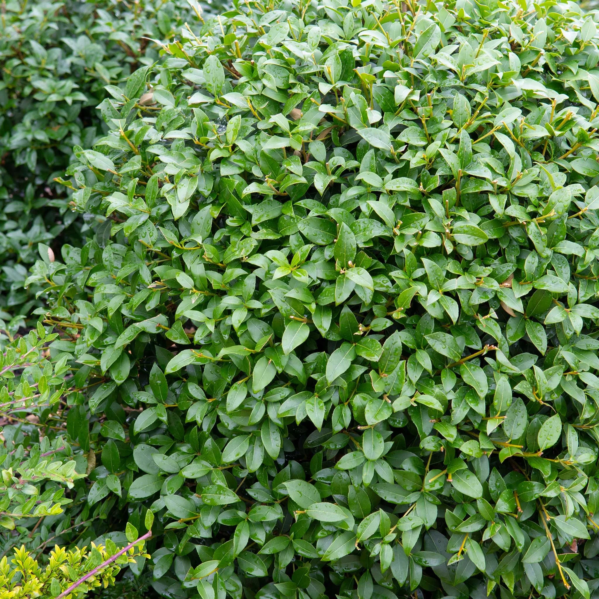 Hoe plant je een schijnhulst? Hoe plant je een schijnhulst?