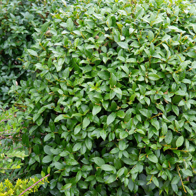 Image 280574984467 Hoe plant je een schijnhulst?