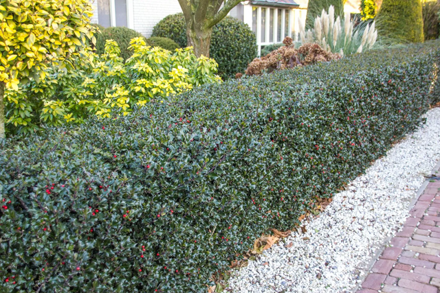 Image 280574656787 De beste lage hagen