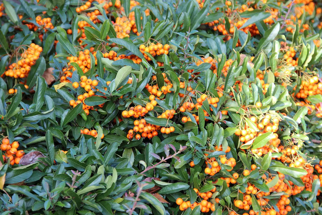 Image 280575082771 Planttijd van de Vuurdoorn (Pyracantha)