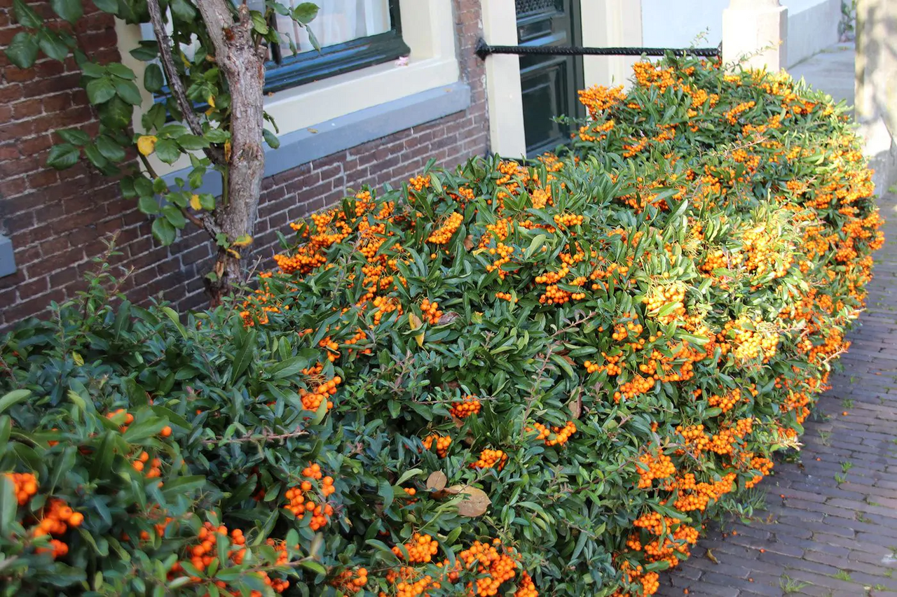 Snoei en verzorging van de Vuurdoorn (Pyracantha) Snoei en verzorging van de Vuurdoorn (Pyracantha)
