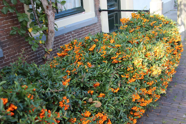 Image 280575115539 Snoei en verzorging van de Vuurdoorn (Pyracantha)