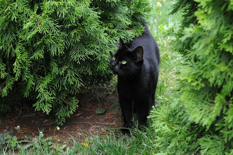 Alles wat je moet weten wanneer Thuja giftig is Alles wat je moet weten wanneer Thuja giftig is
