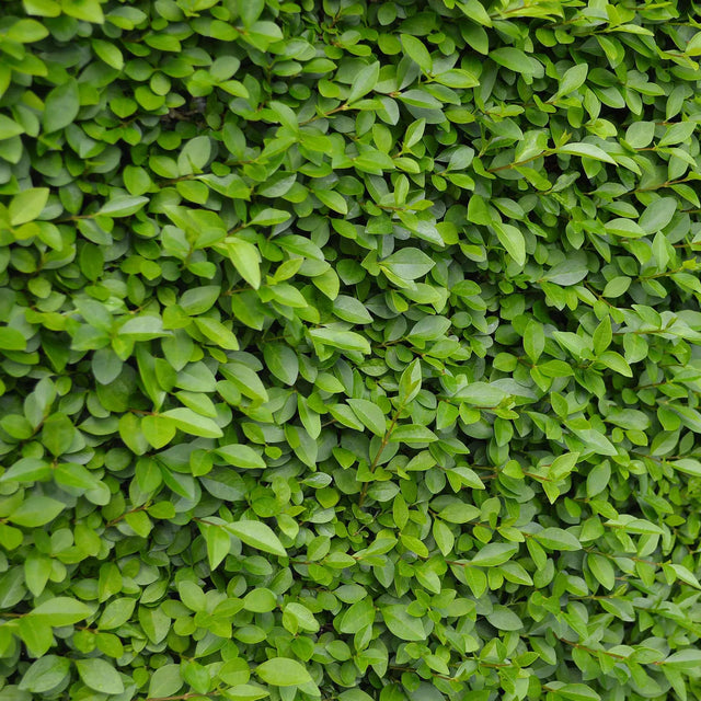 Haagliguster Haagliguster