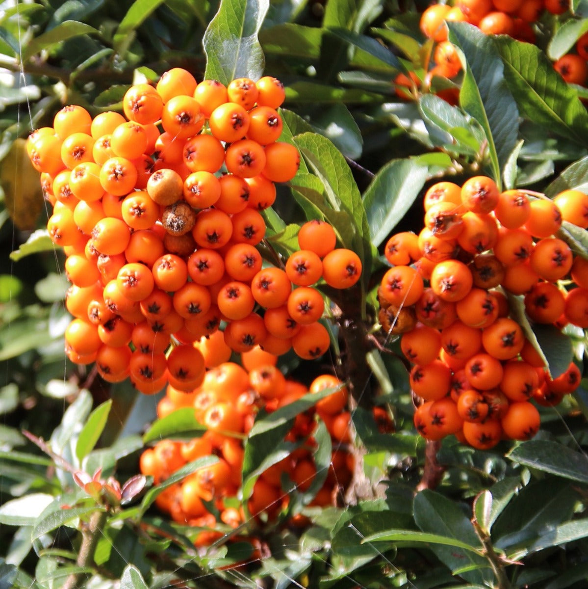 Oranje vuurdoorn (Pyracantha coccinea 'Orange Glow') | Voordelig bij  Garmundo.nl