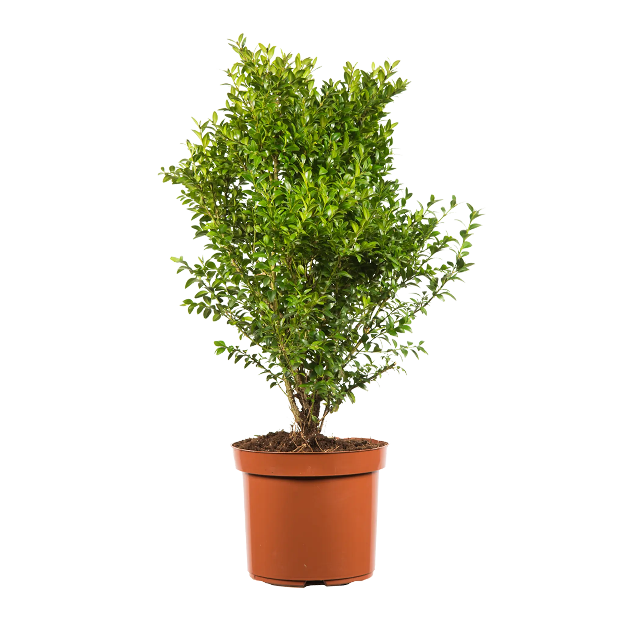 Buxus struik (Buxus sempervirens struik) | 40-50 cm In pot Buxus struik (Buxus sempervirens struik) | 40-50 cm In pot