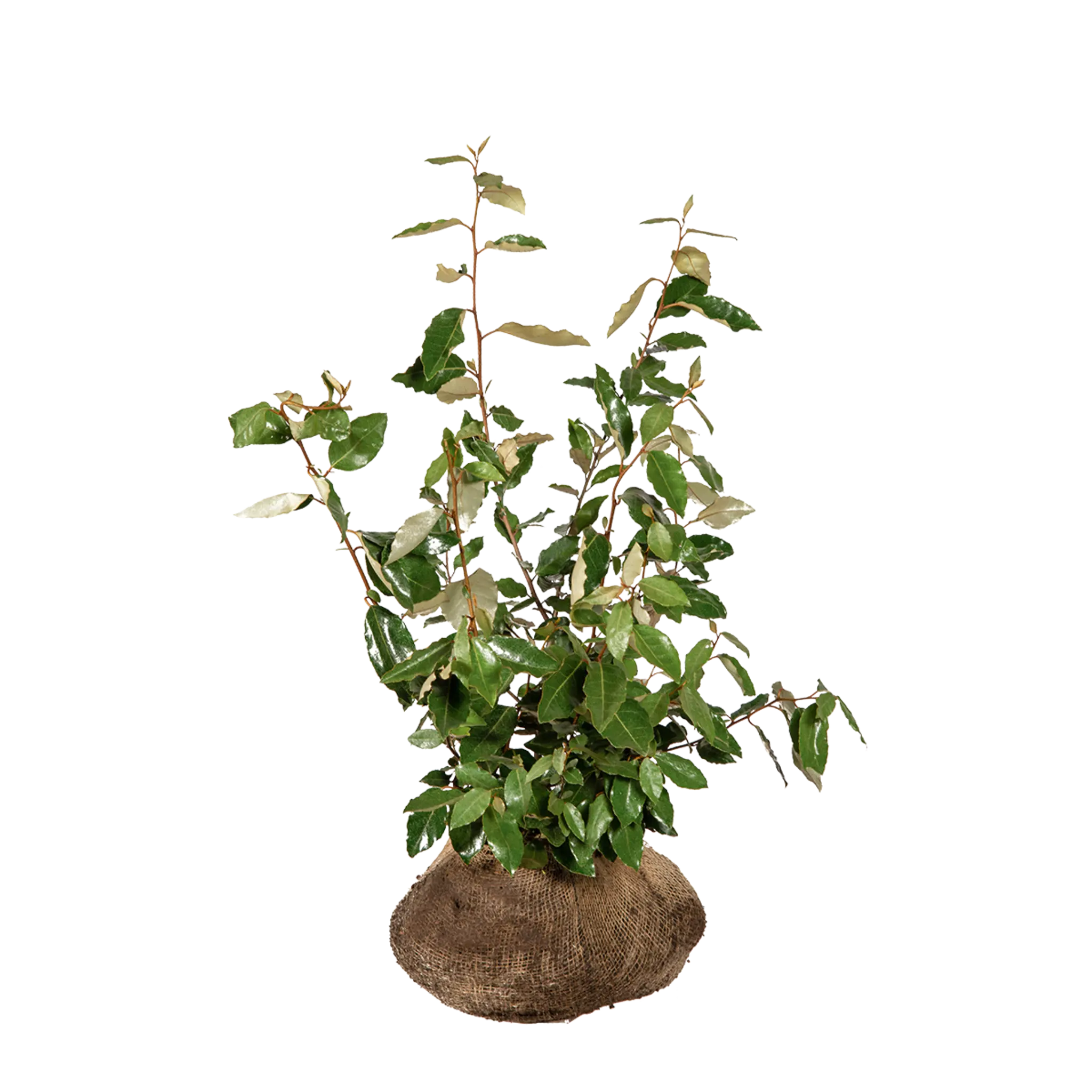 Qariyalar uchun jinsiy aloqa usullari Rus erotikasi etuk qoramagizlar