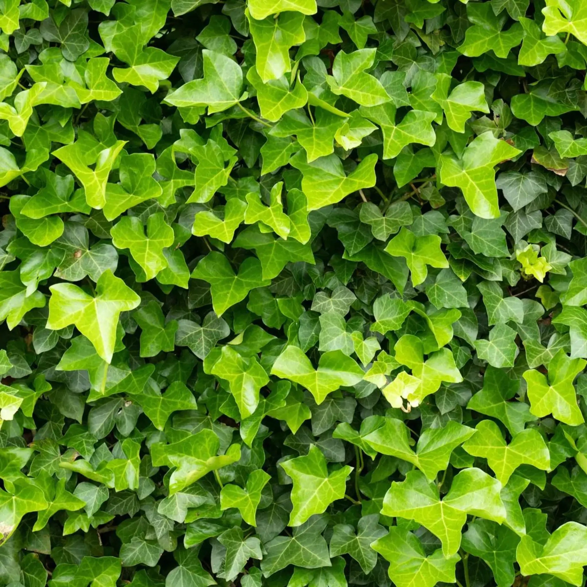 Kleinbladige Klimop Als Bodembedekker Bij Garmundo In Pot Garmundo nl kleinbladige-klimop-als-bodembedekker-bij-garmundo-in-pot-garmundo-nl