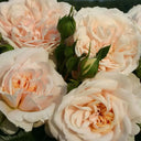 Märchenroos Lions-Rose Märchenroos Lions-Rose