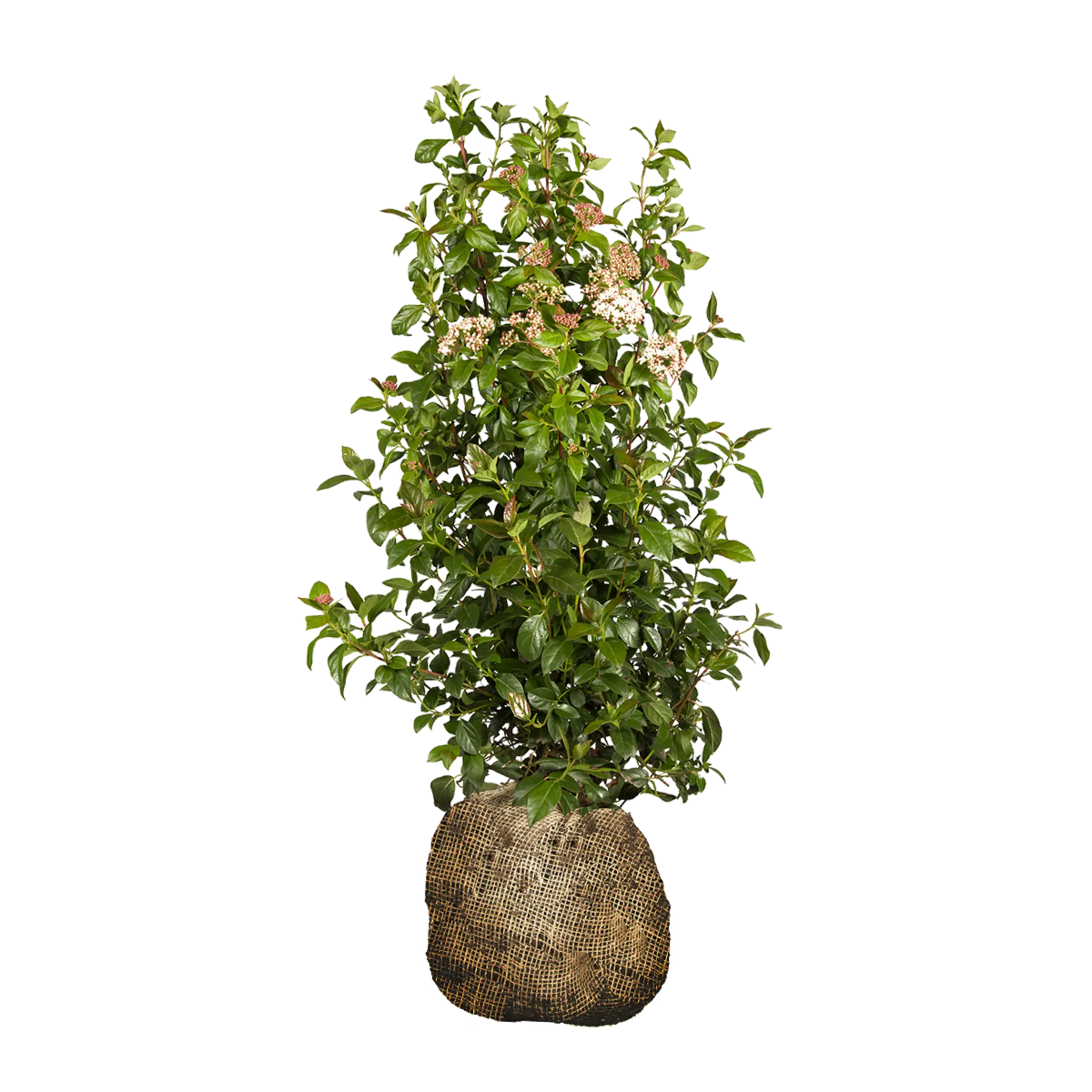 Viburnum tinus - Sneeuwbal | Meerstammig met paraplukroon hoogte 125 Viburnum tinus - Sneeuwbal | Meerstammig met paraplukroon hoogte 125
