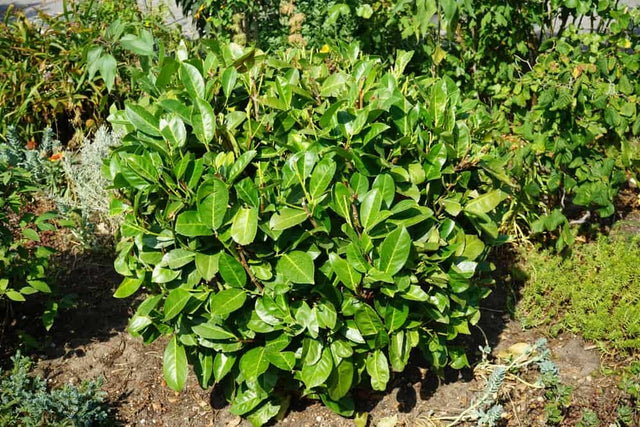 Laurierhaag planten in 6 stappen