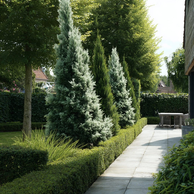 Leylandii snoeien: de complete gids