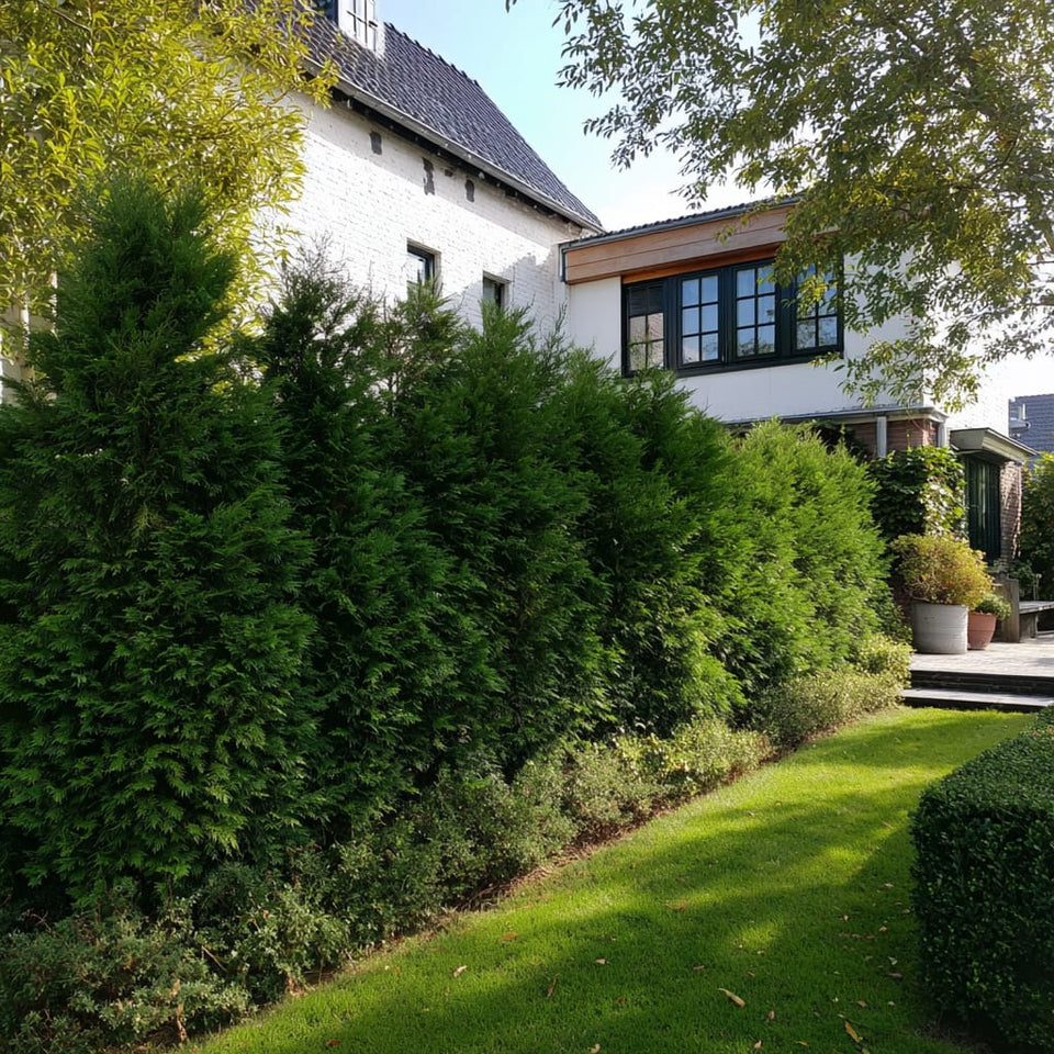 Alles wat je moet weten over Thuja snoeien