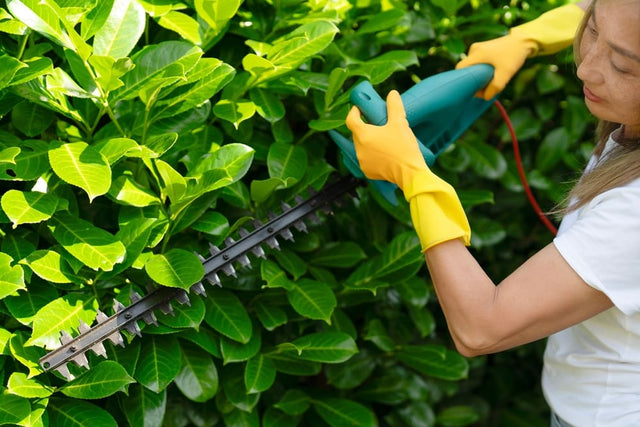 Beukenhaag onderhoud: een complete gids