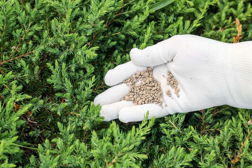 Coniferenhaag bemesten: de juiste voeding voor optimale groei