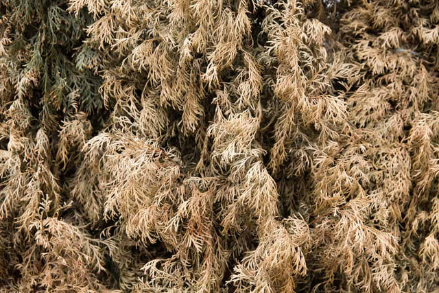 Coniferen worden bruin of geel: 9 oorzaken, herstel en preventie