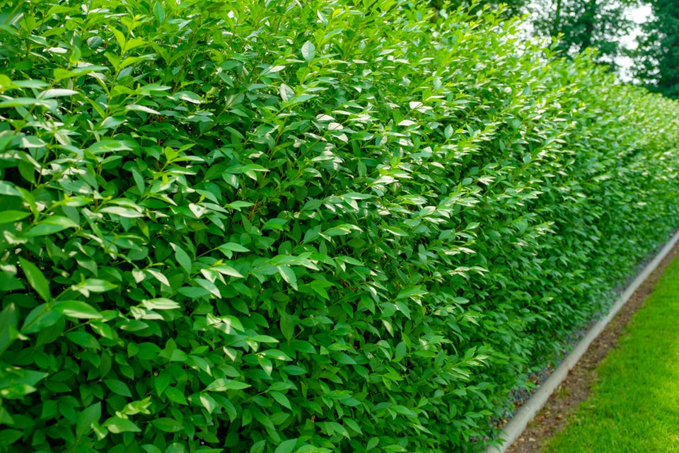 Liguster goed aanplanten: Zo doe je het! | Garmundo