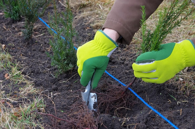 Taxus planten in 6 simpele stappen