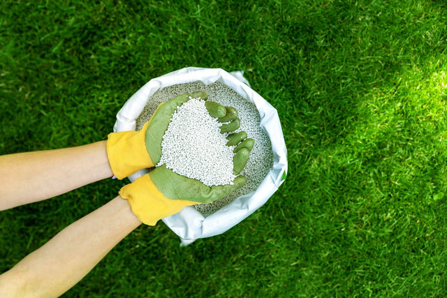 Taxus bemesten: de juiste voeding voor optimale groei