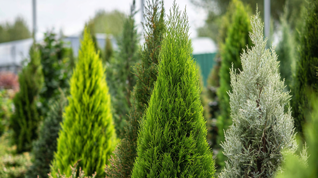 Soorten cipressen: 5 populaire variëteiten uitgelicht