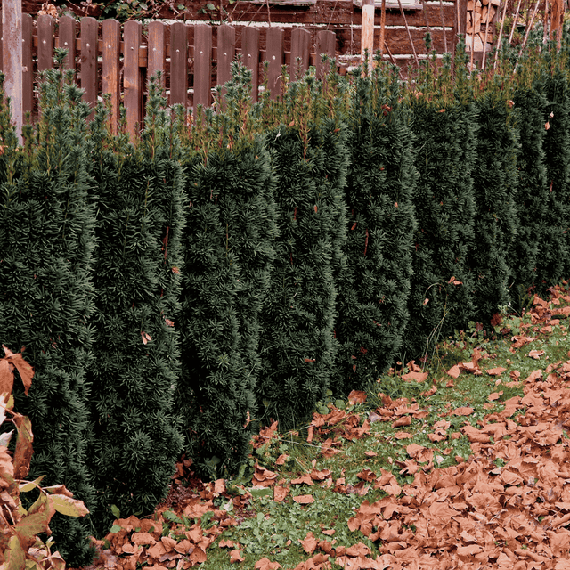 Soorten Taxus: 5 soorten uitgelicht