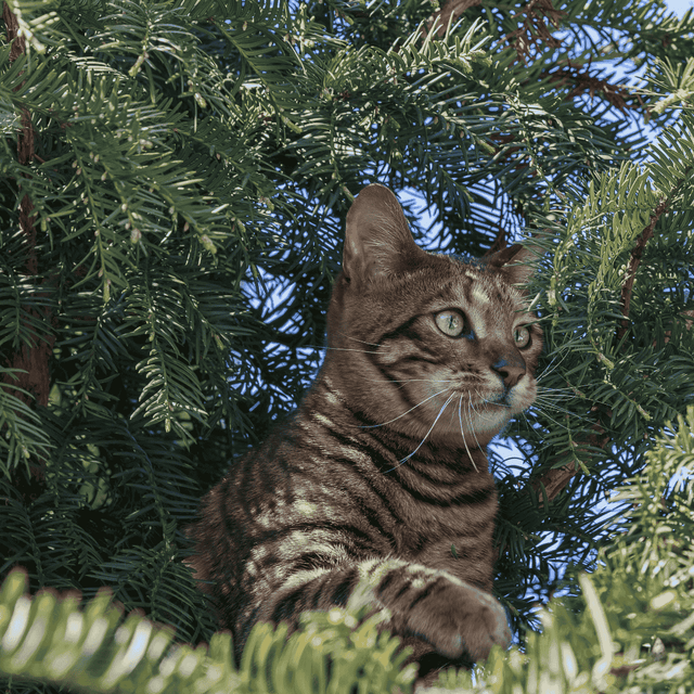 Is de Taxus giftig? Alles wat je moet weten