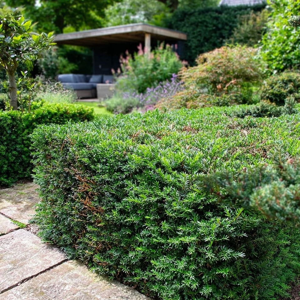 Zelf een taxus verplaatsen in 5 stappen