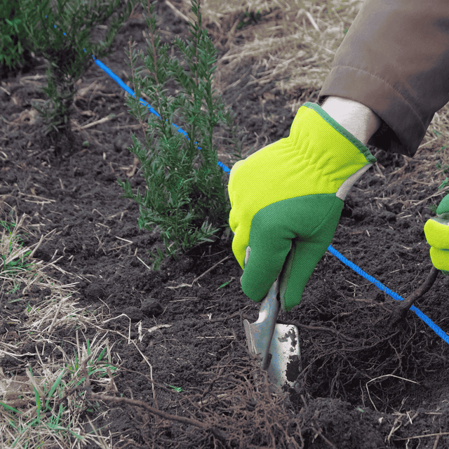 Taxus planten in 6 simpele stappen