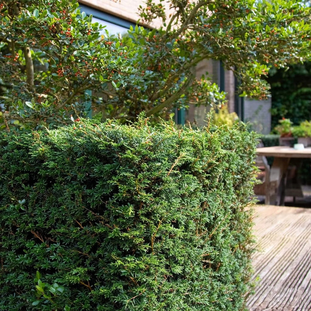 Taxusluis herkennen: symptomen, schade en bestrijding