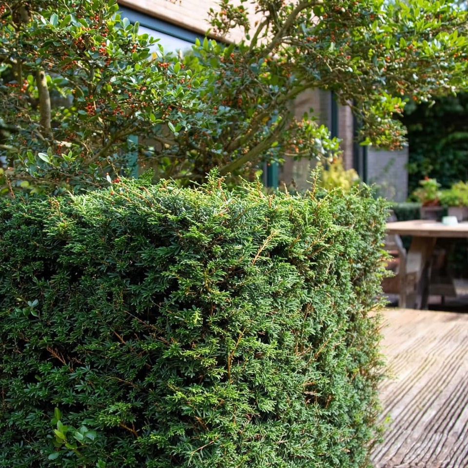 Taxusluis herkennen: symptomen, schade en bestrijding