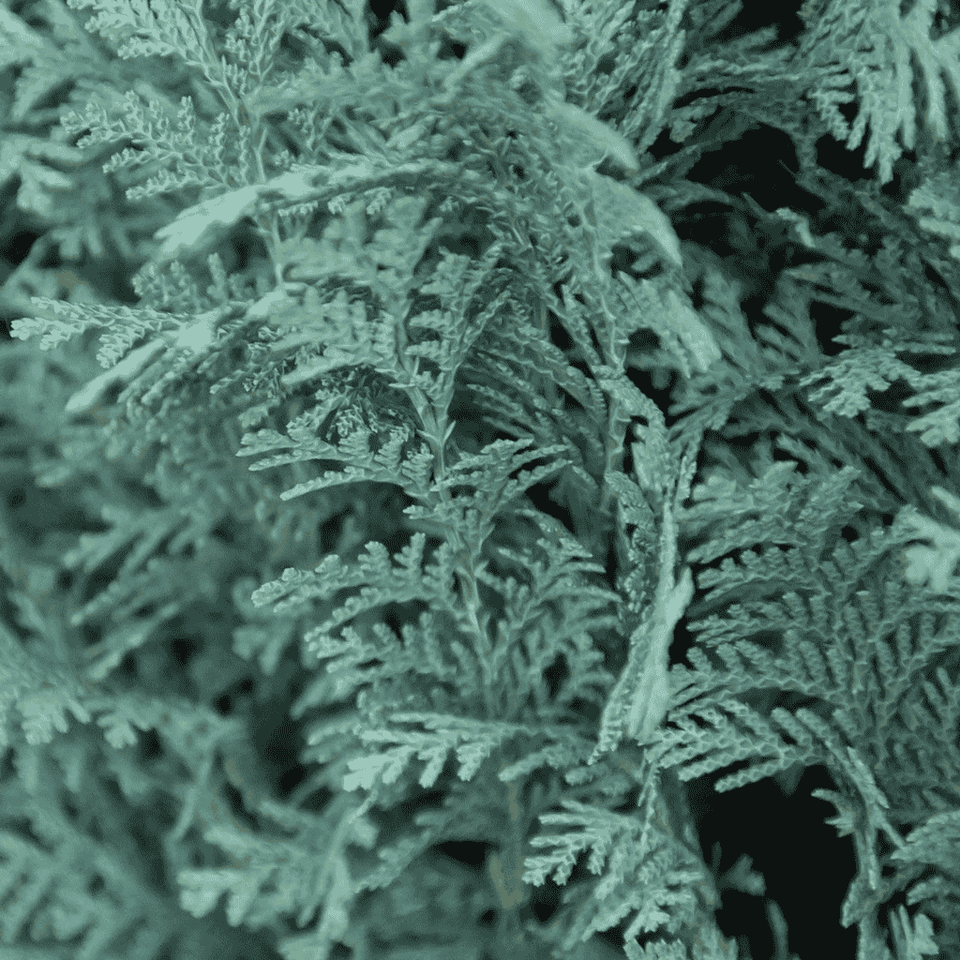 Cipres snoeien: volledig gesnoeid in 4 stappen