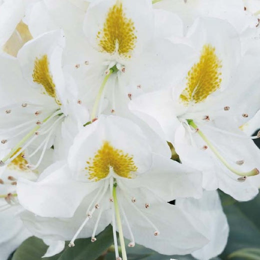 Rhododendron Madame Masson