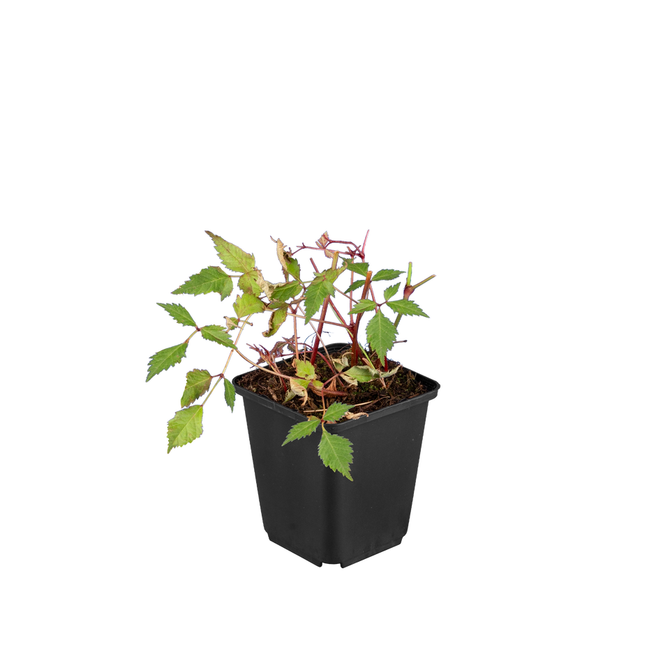 Pluimspirea Deutschland