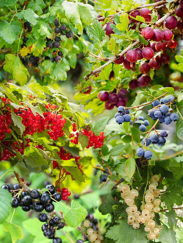 Gemengde fruittuin bessen mix