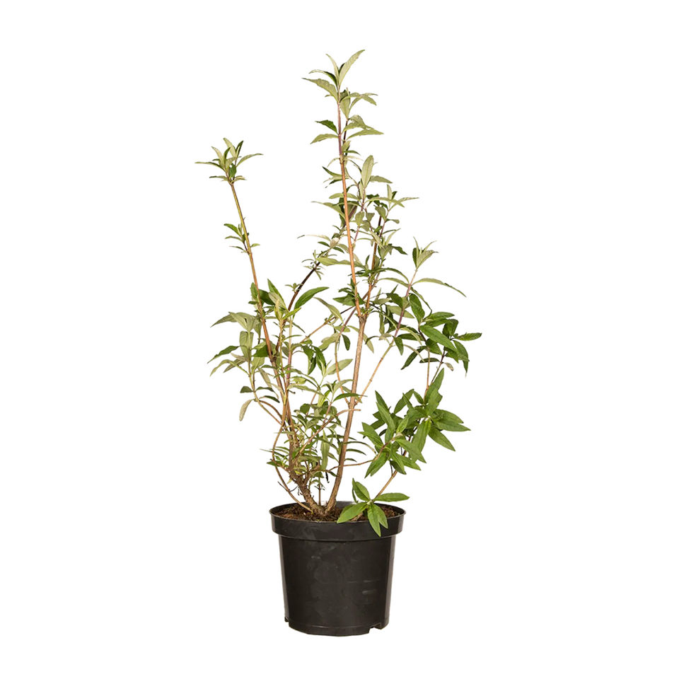 Vlinderstruik Royal Red