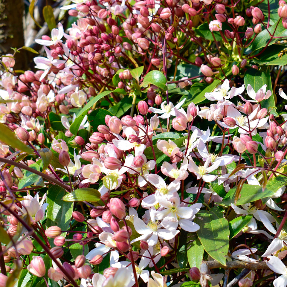 Groenblijvende bosrank Apple Blossom