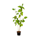 Witte kornoelje Sibirica