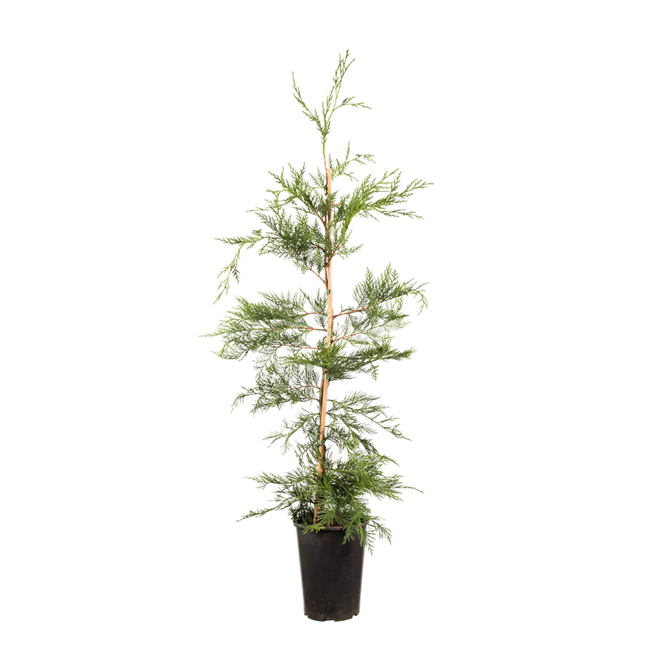 Groene leylandii
