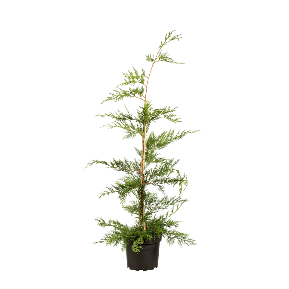 Groene leylandii