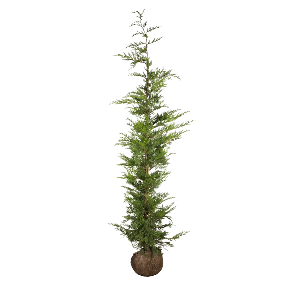 Groene leylandii