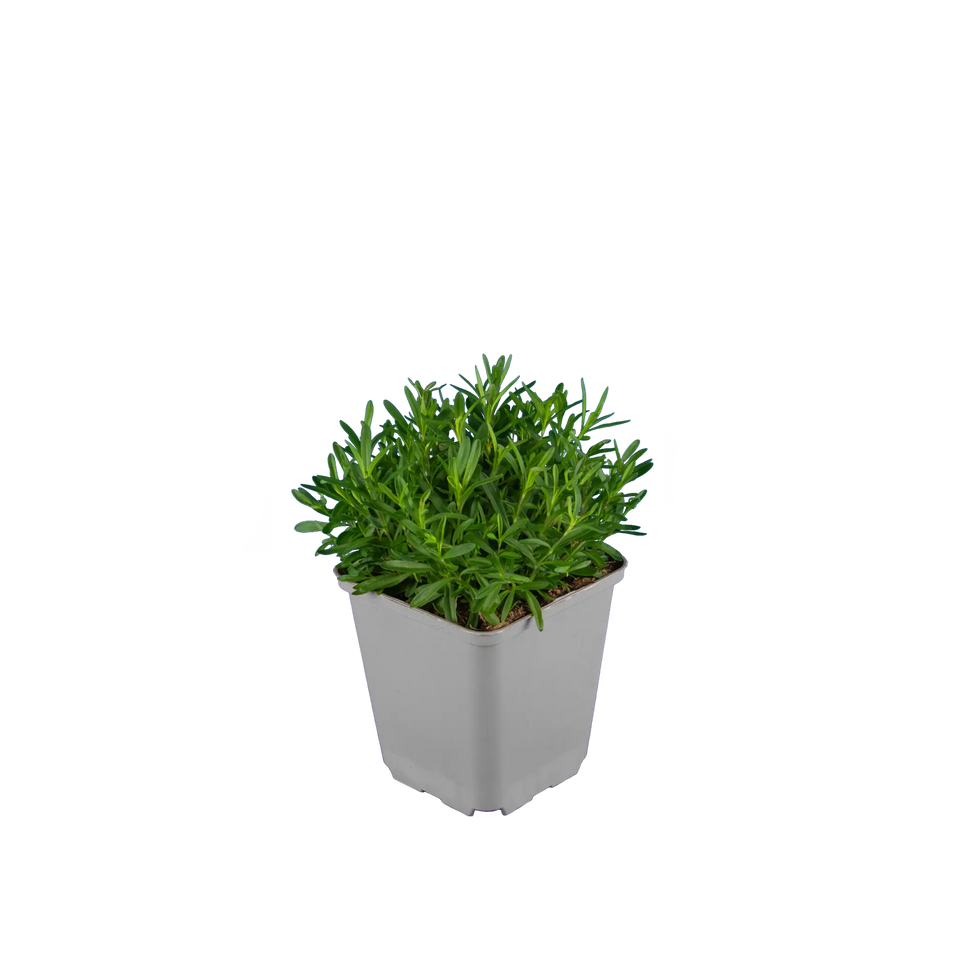 Steenanjer