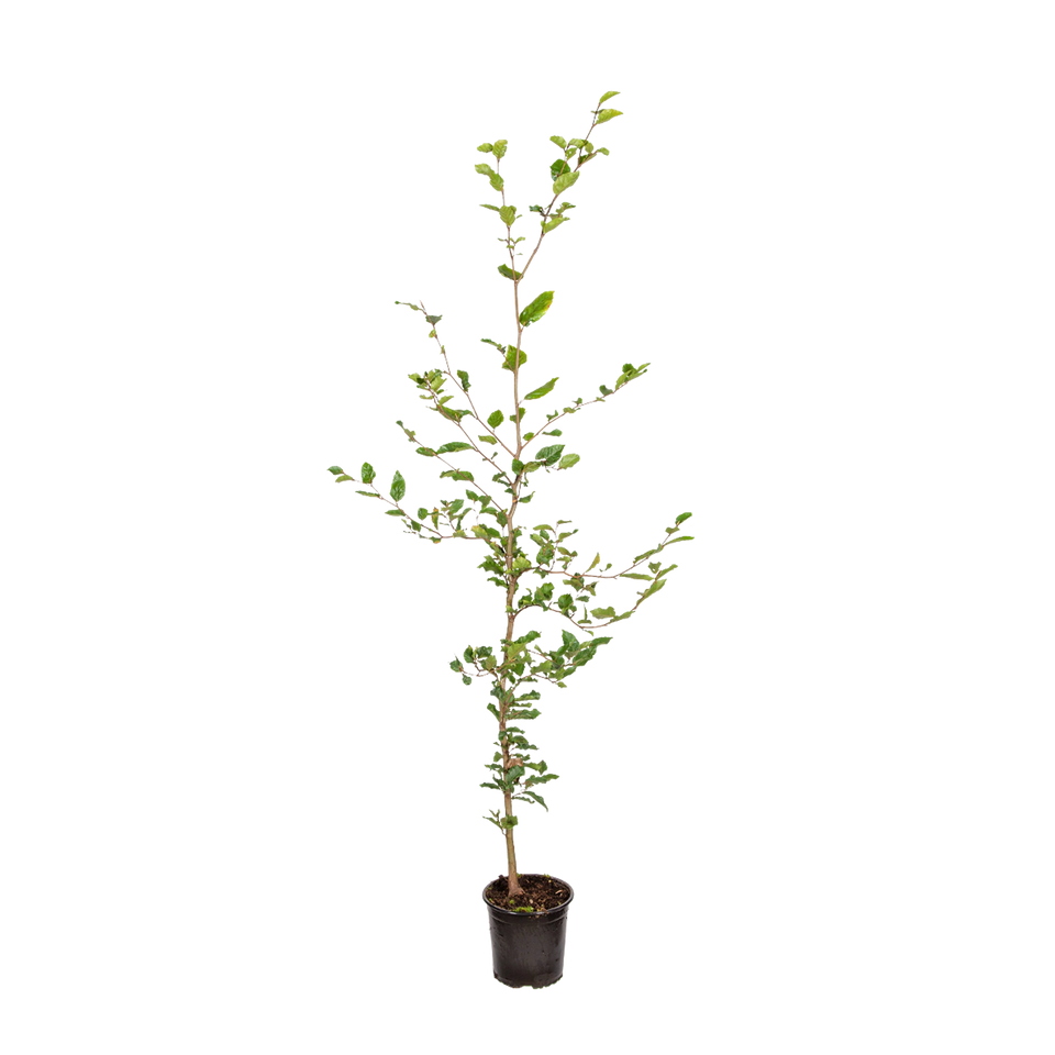 Groene beuk