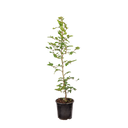 Groene beuk