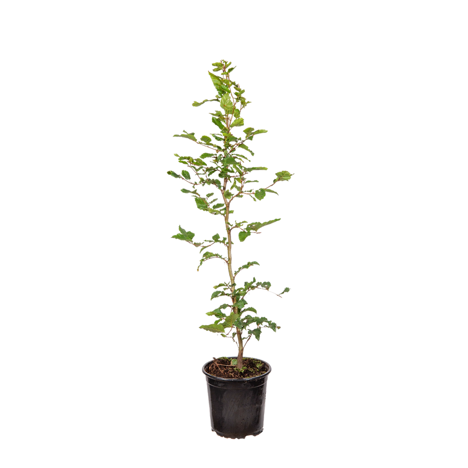 Groene beuk