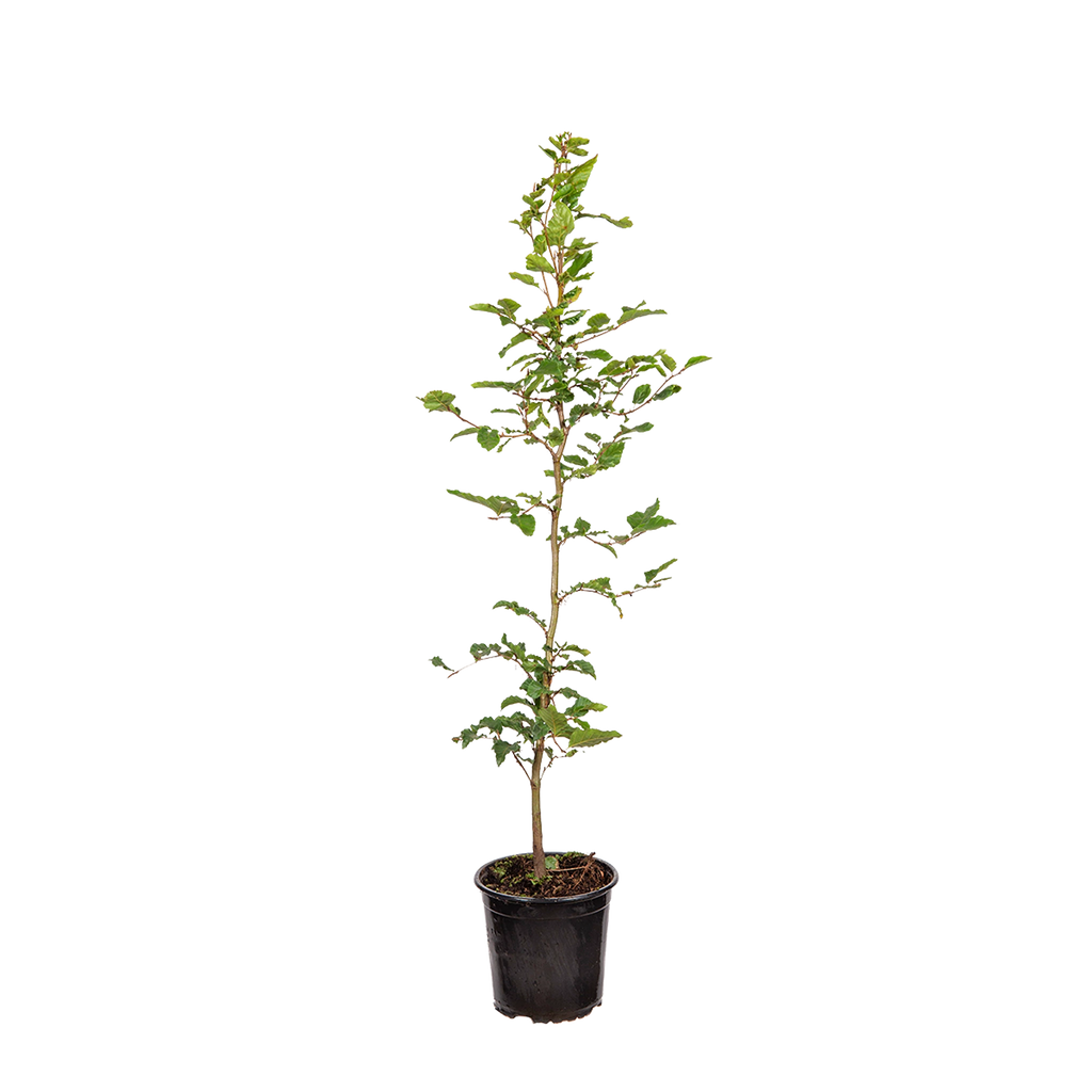 fagus heuwender Groene beuk (Fagus sylvatica) | 60-80 cm In pot